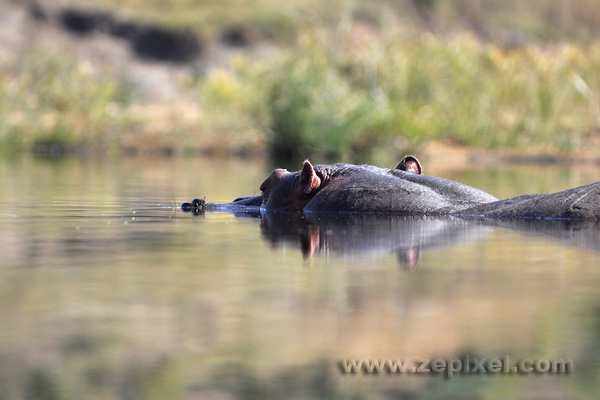 Hippo dans l'eau